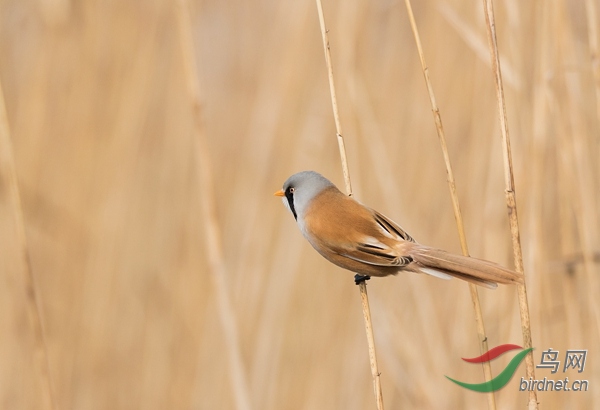 _W1A0684-1 - ����.jpg