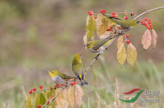 _W1A0881-1 - ���� (2).jpg