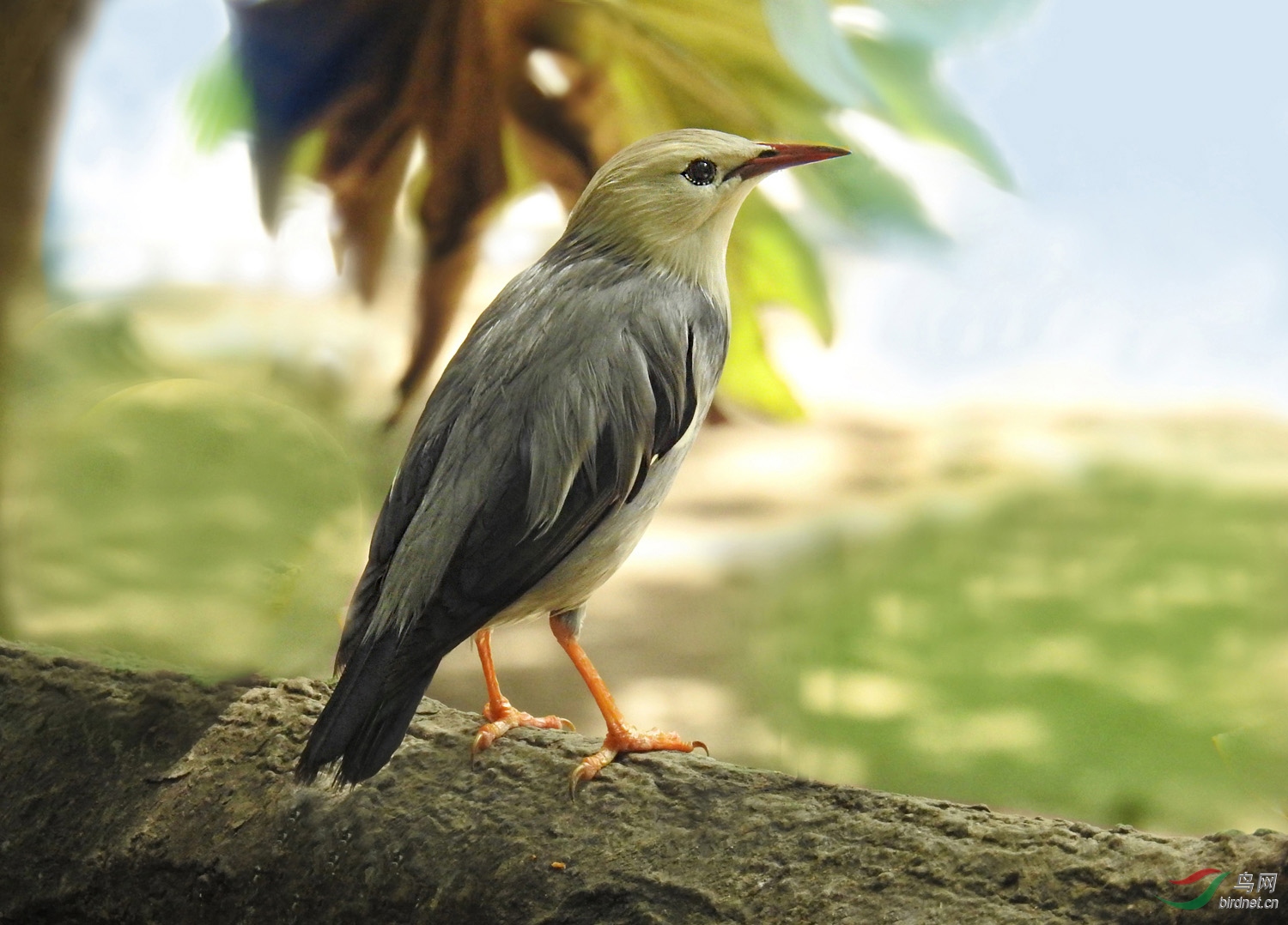 不知名的不速之客