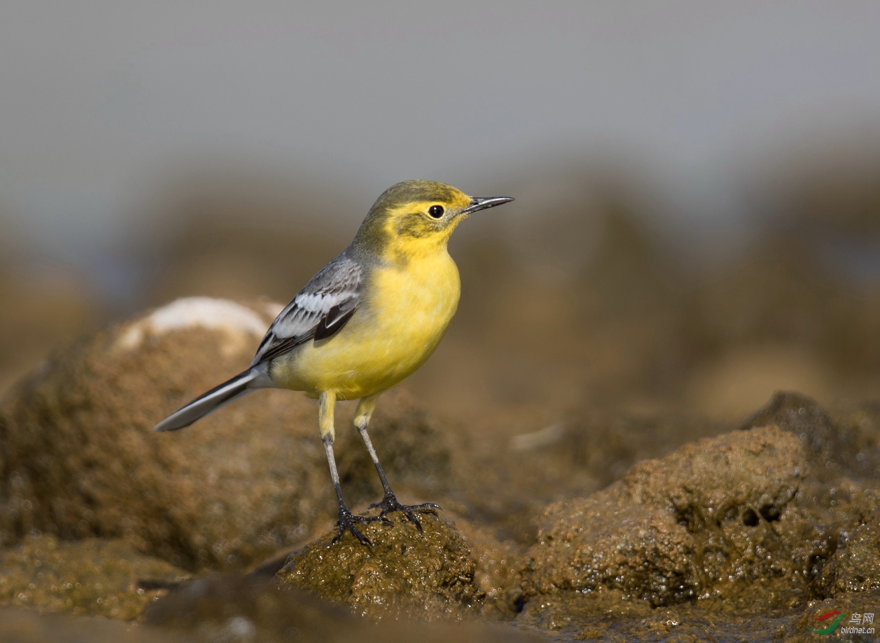 黄头鹡鸰众生态3