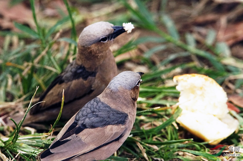 三十五灰头群织雀 - 甘肃版 gansu 鸟网