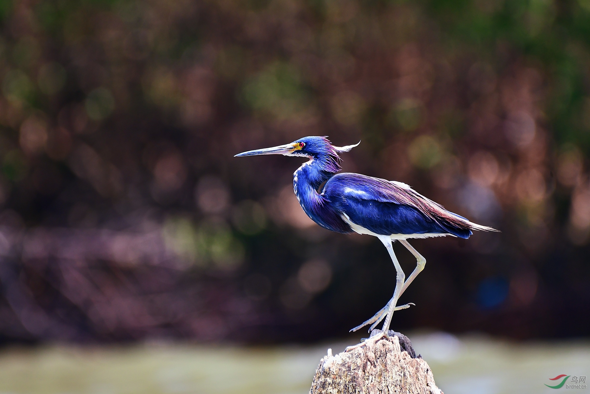 [鸟类] 祝贺八妹老师荣任摄影师版版主----三色鹭
