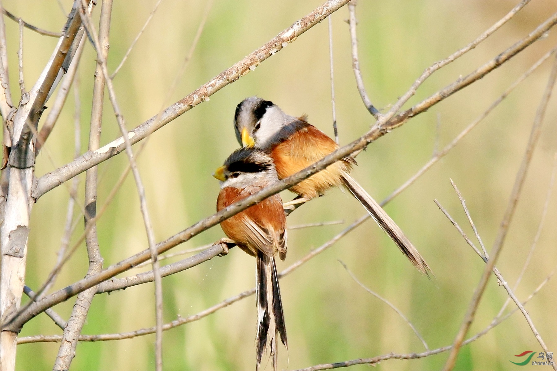 伉俪情深相扶相依