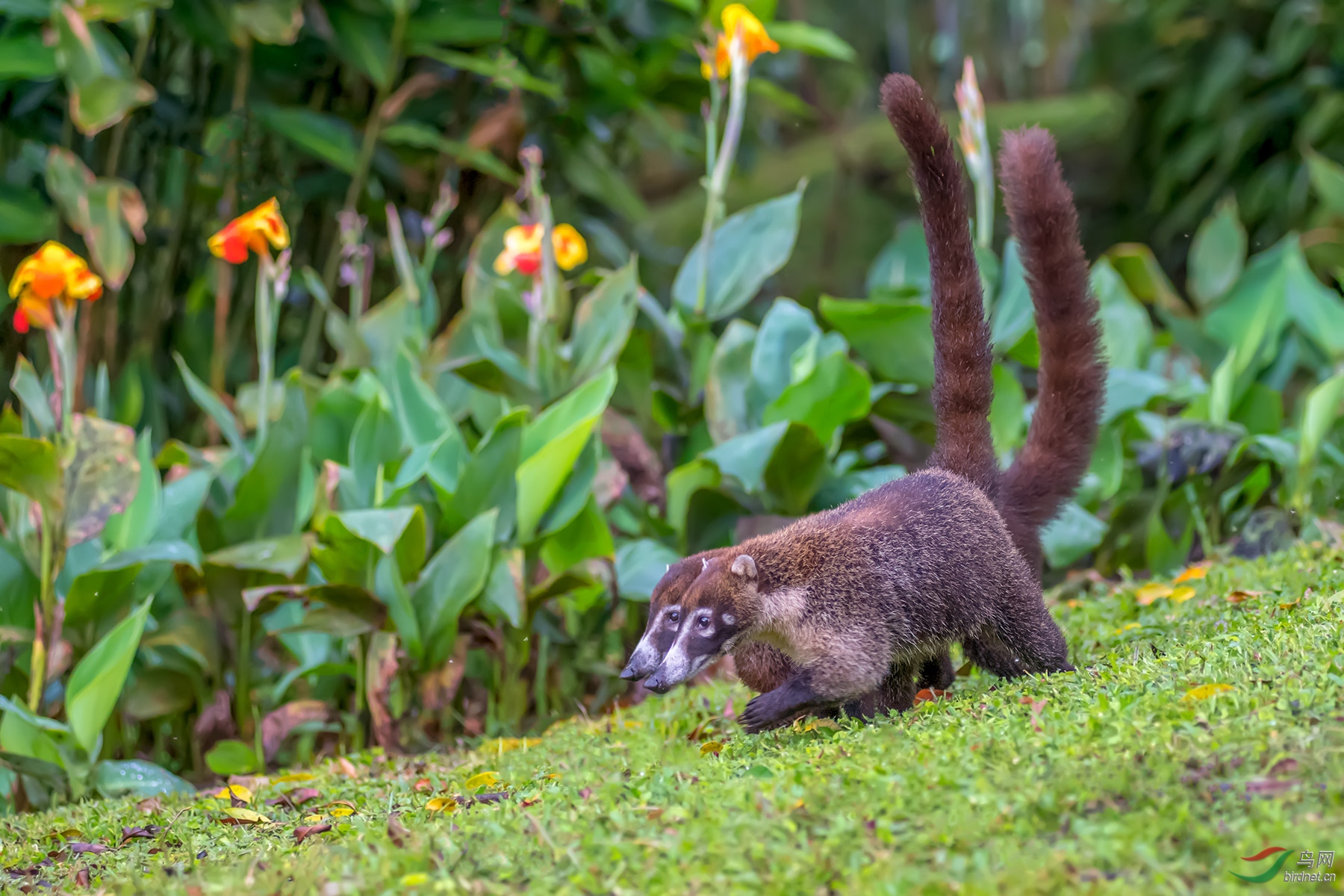 长鼻浣熊( 恭贺荣获首页精华 ! )