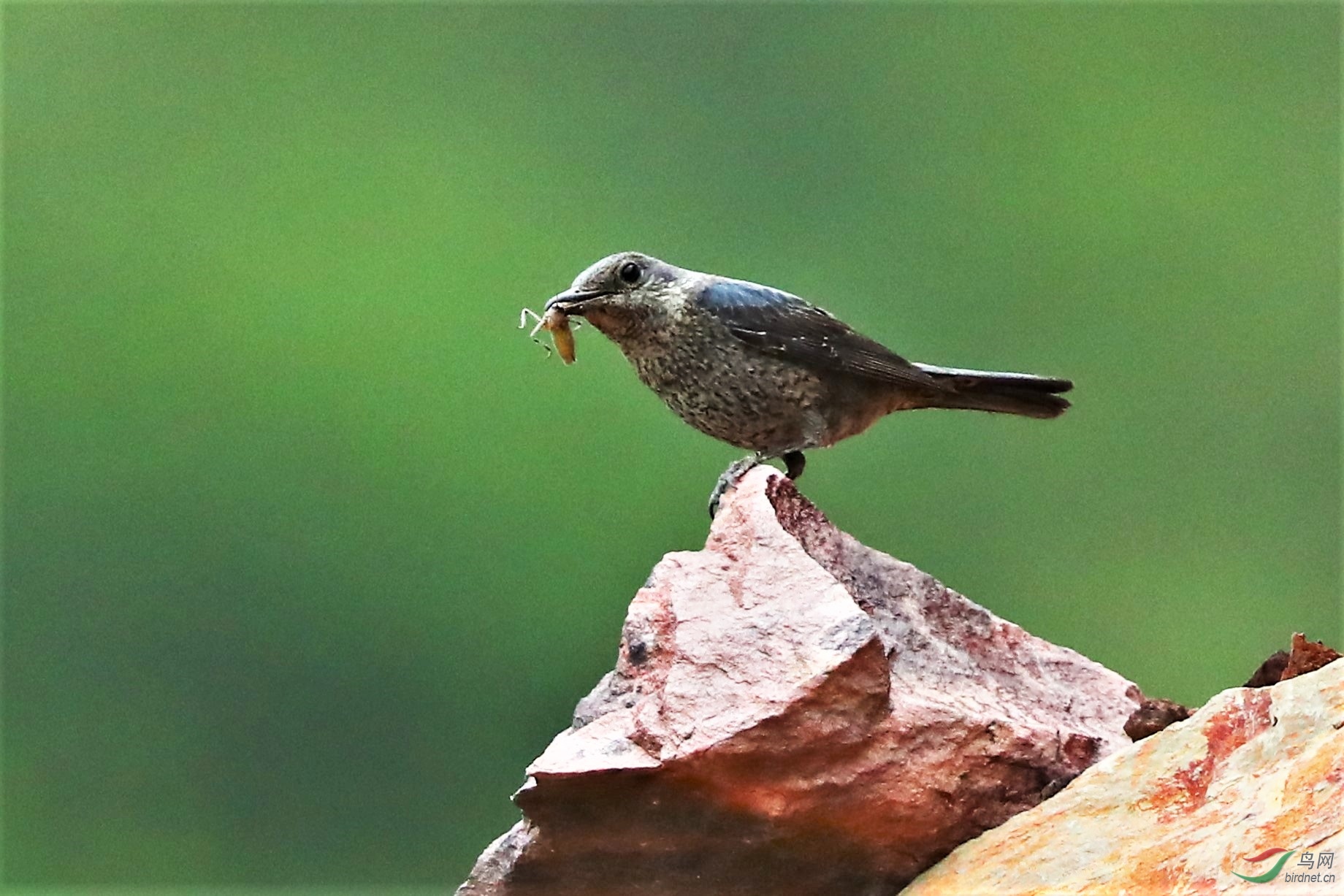 潭柘寺拍蓝矶鸫雌雄