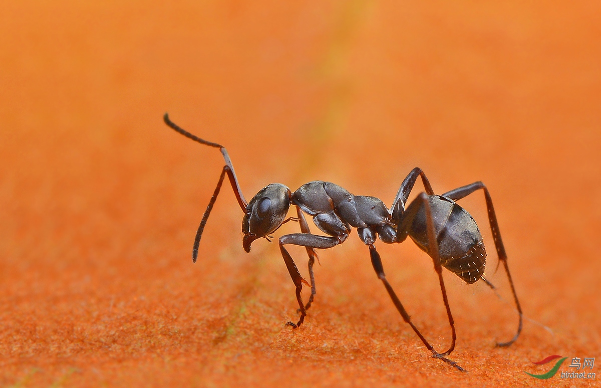 两只蚂蚁