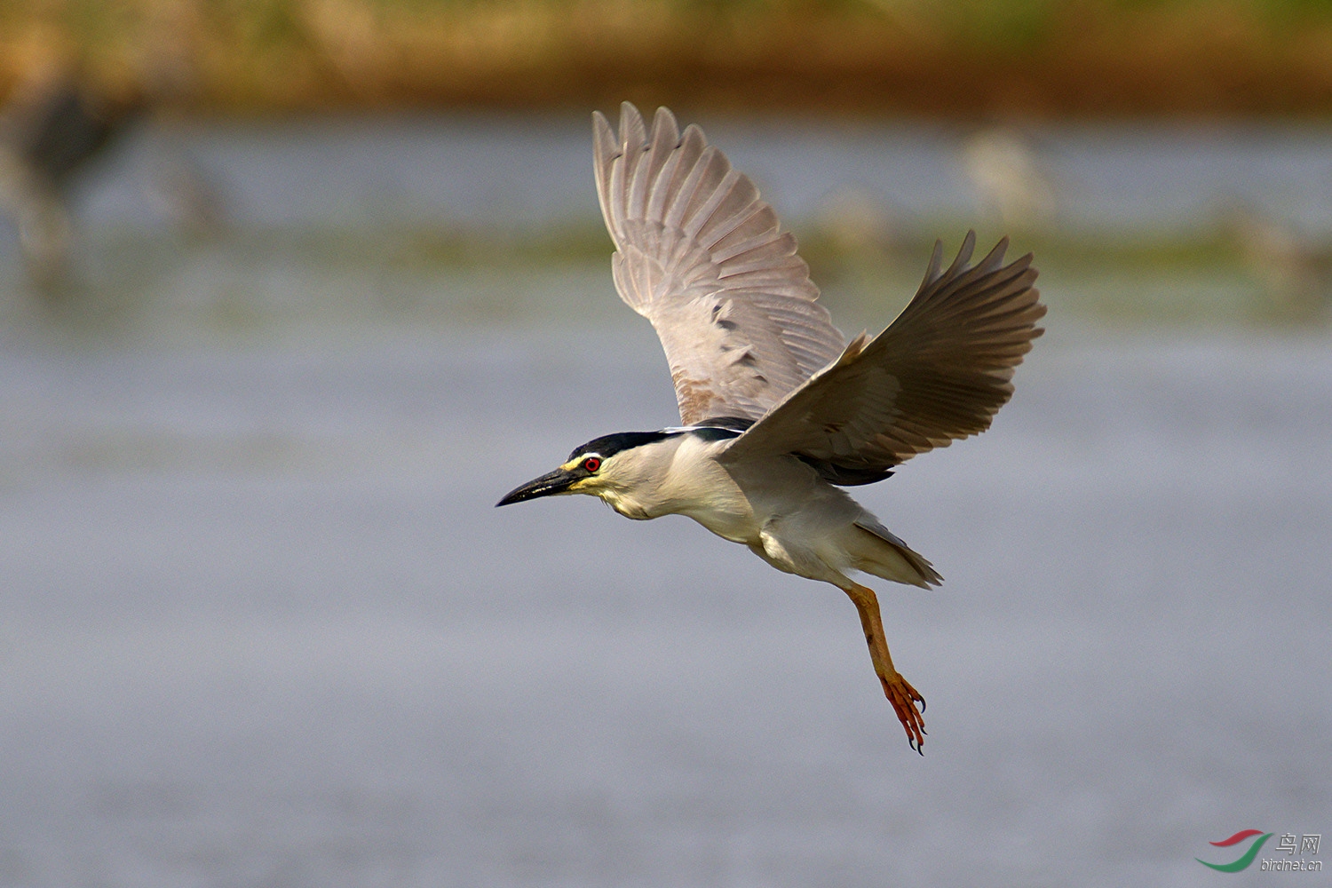 飞行的夜鹭