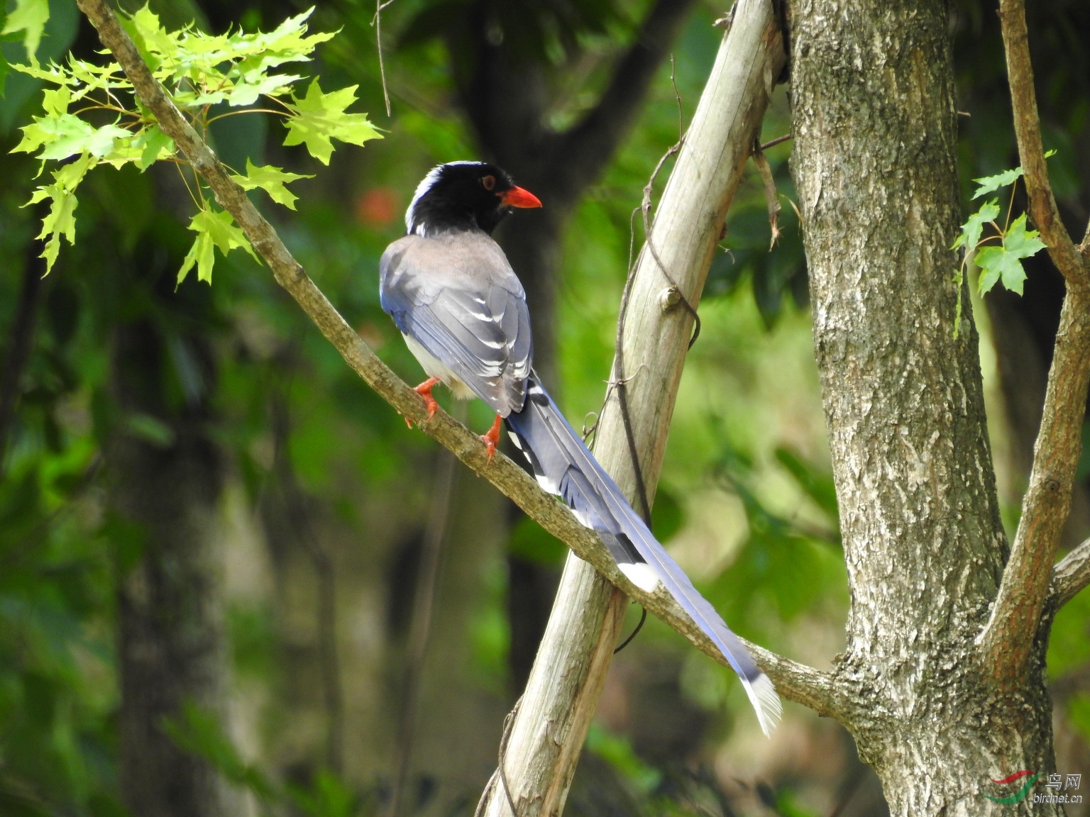 我用尼康p900s拍鸟的一点感受