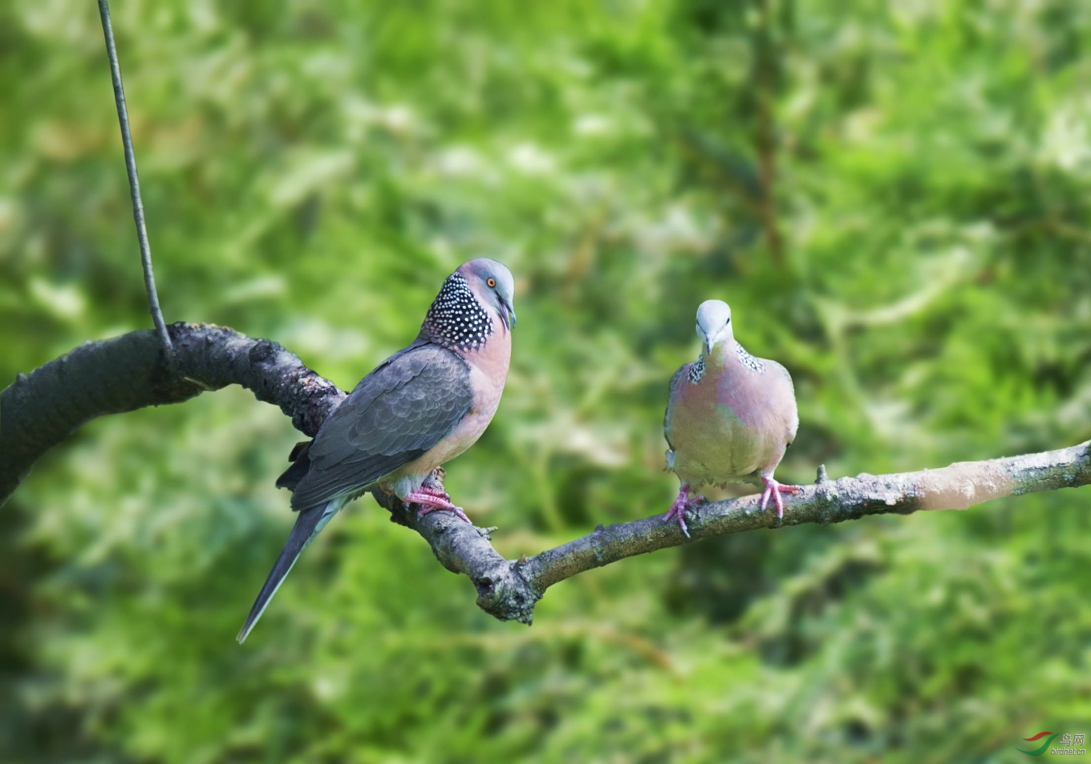 发情期的珠颈斑鸠,毛色似乎比平时好看些.