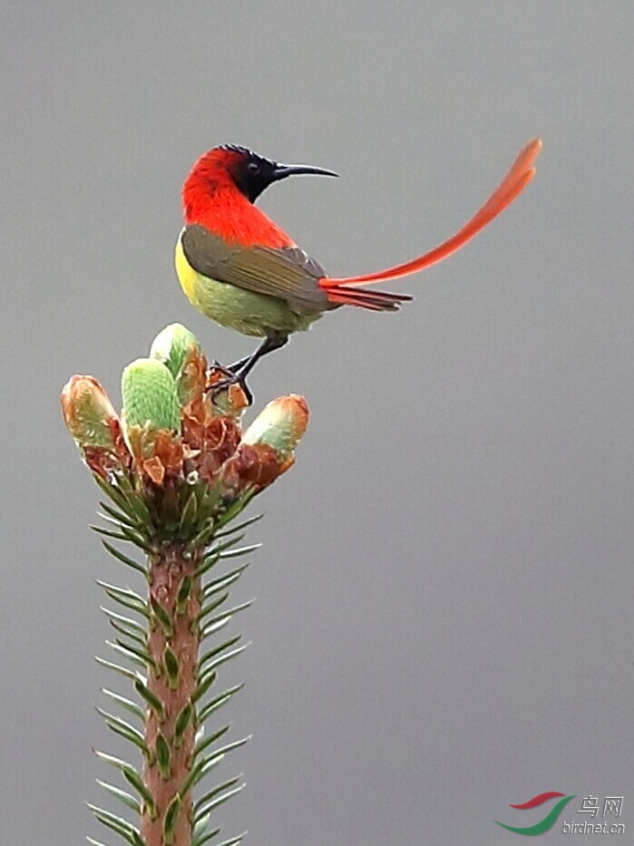 回眸(火尾太陽鳥)