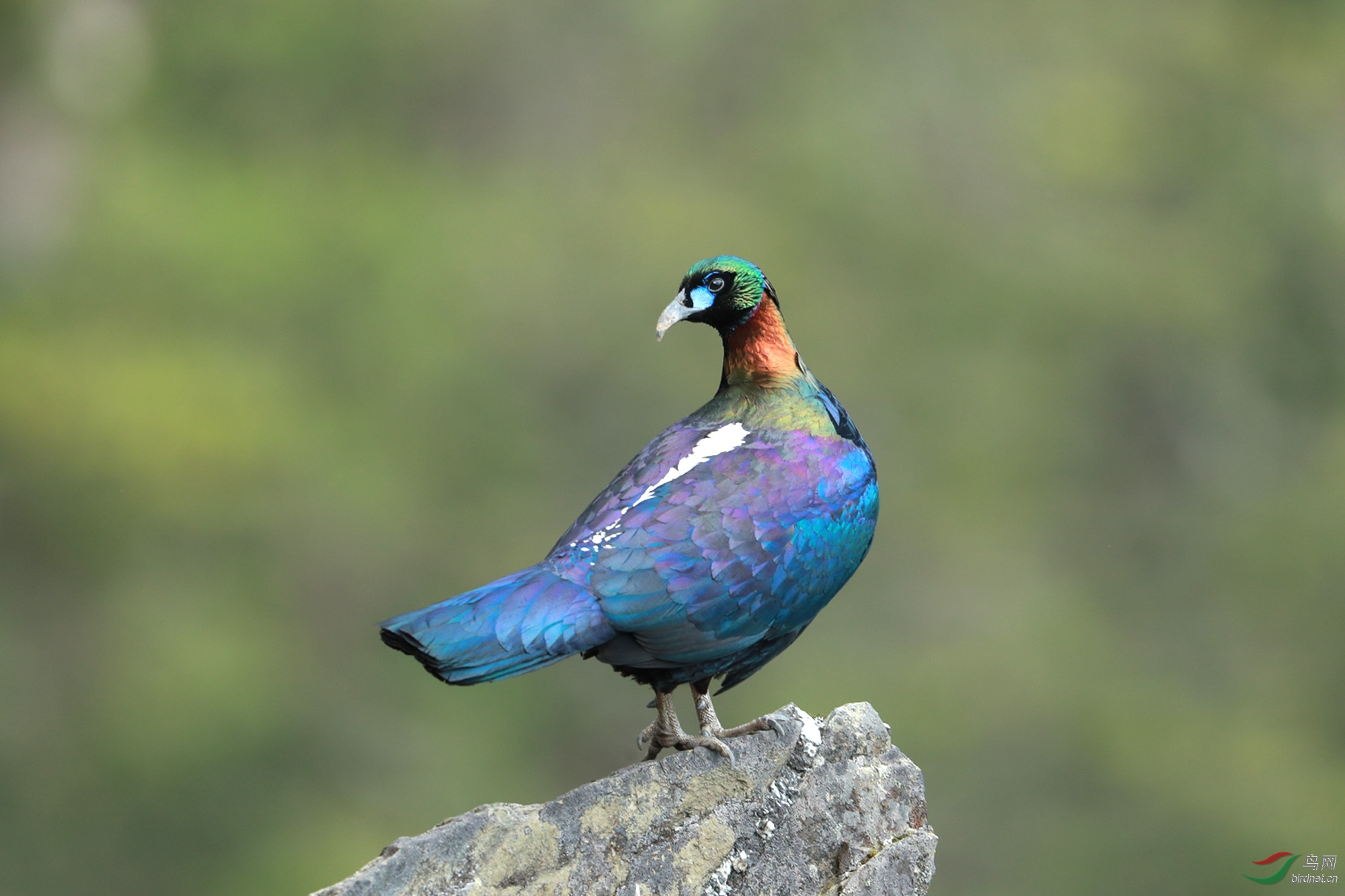 绿尾虹雉巴郎山的名星鸟祝贺荣获首页精华