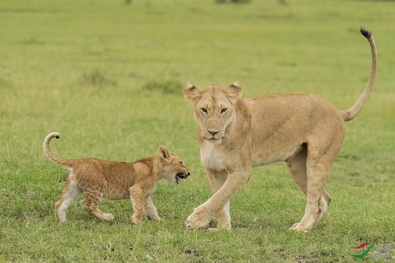 调皮的狮子宝宝