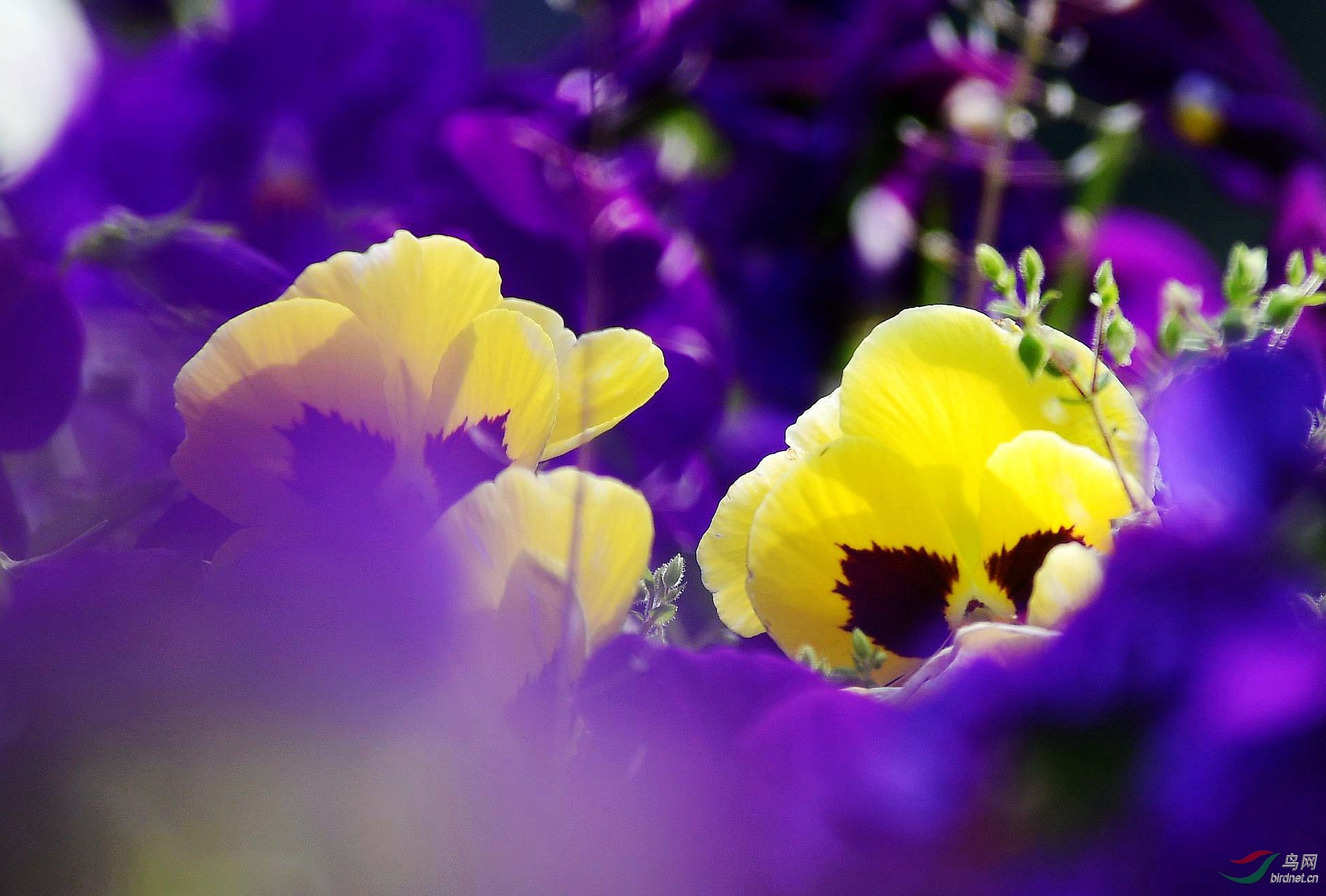 蝴蝶花
