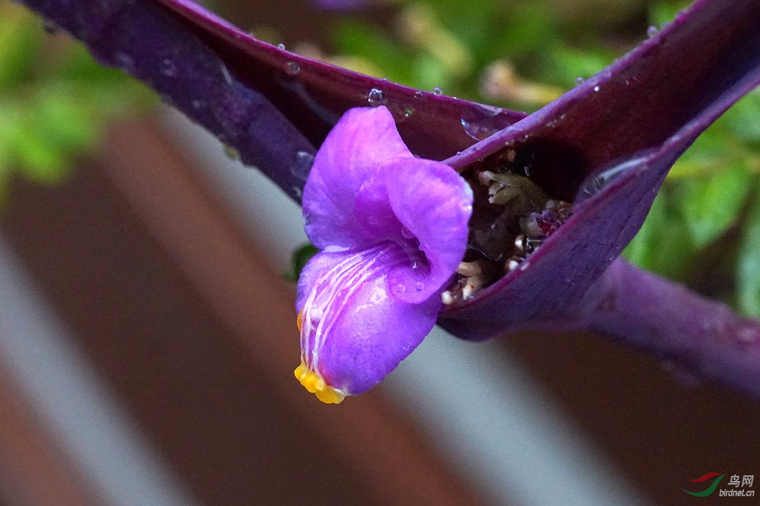 雨中紫鸭趾草