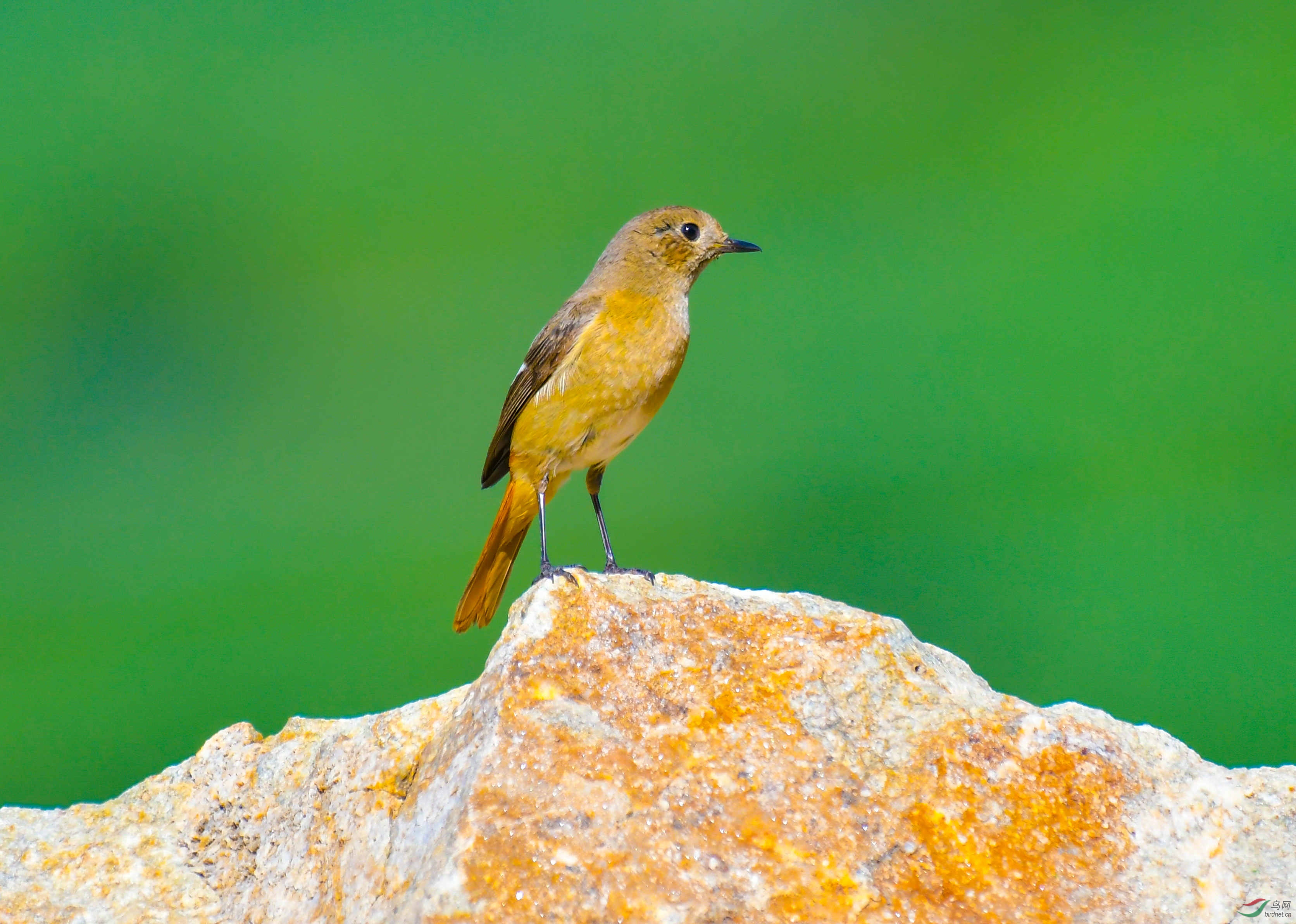 北红尾鸲-雄与雌