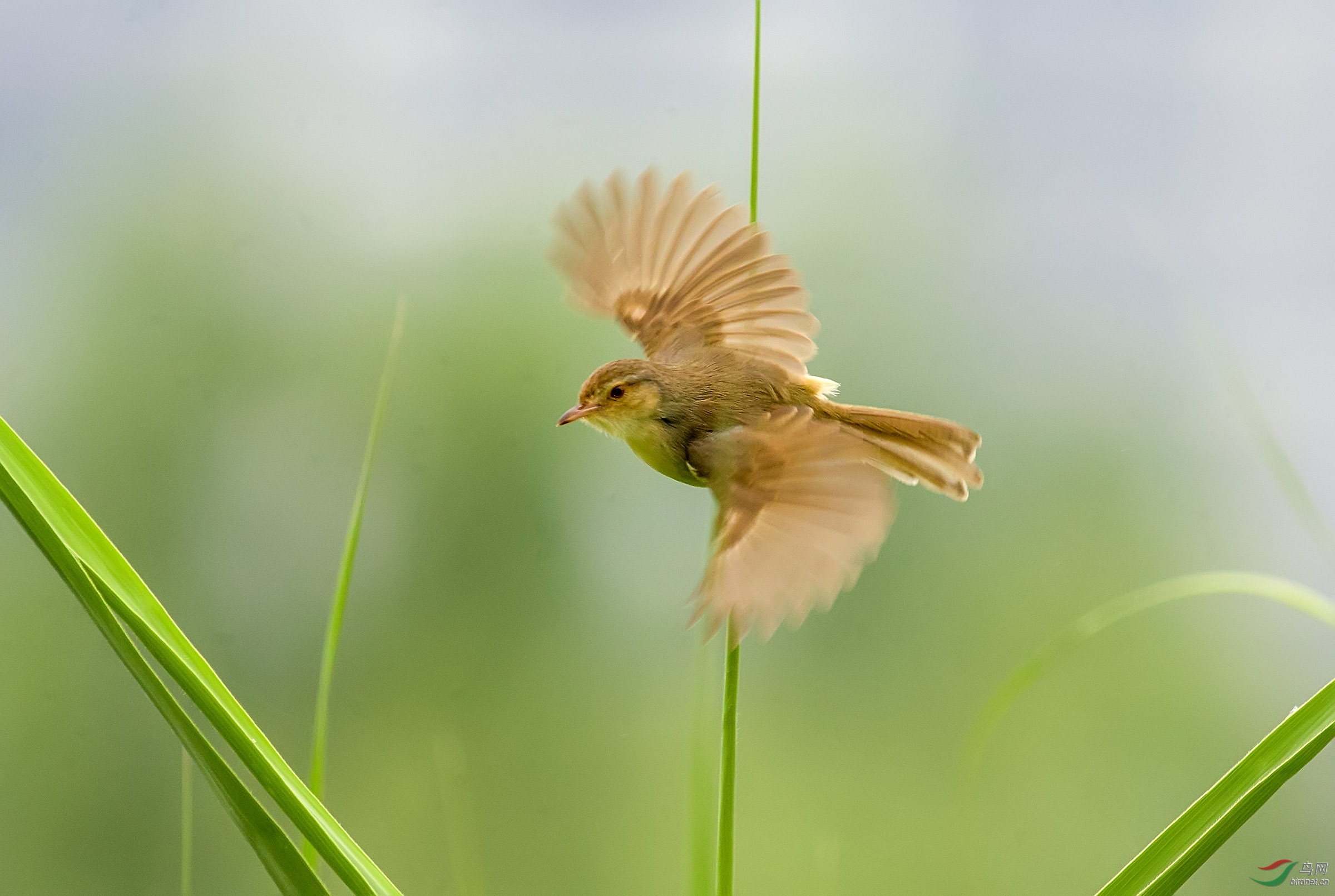 芦叶上的小精灵
