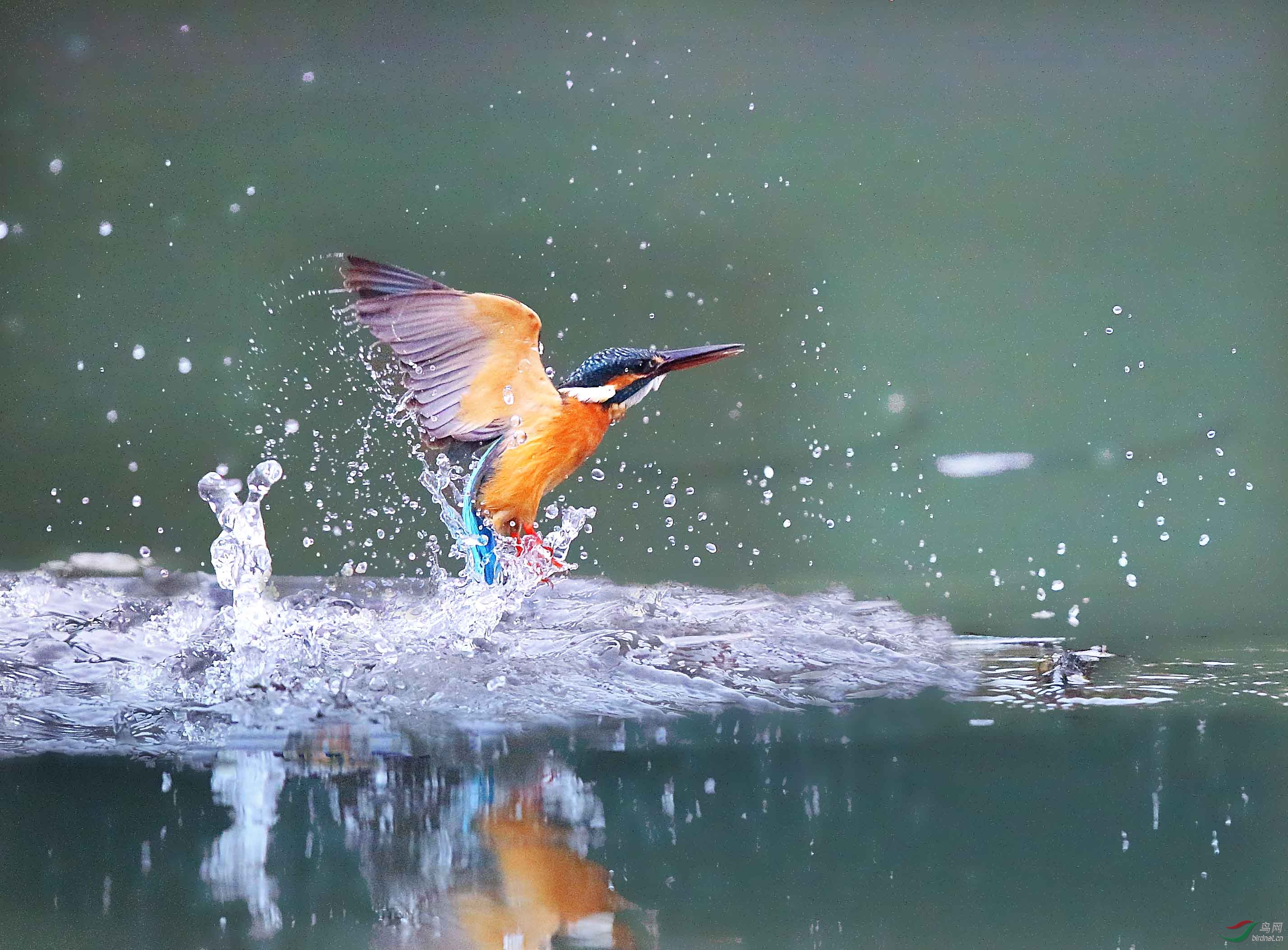 翠鳥03附件(出水無魚).jpg