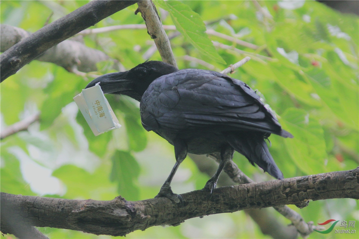 乌鸦-有吸烟的吗?