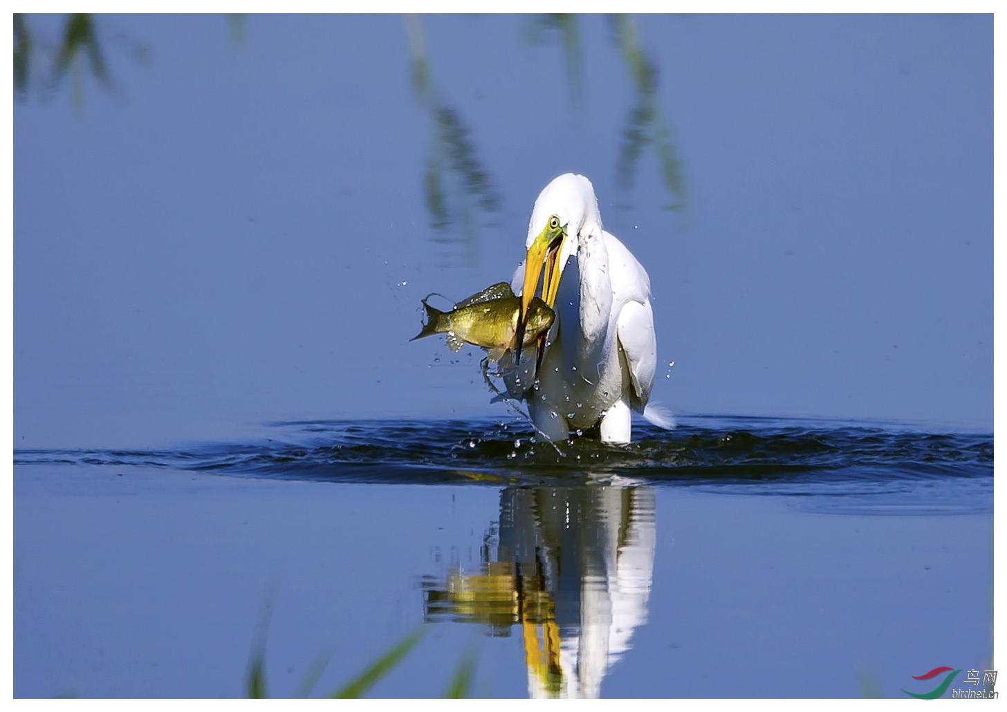 白鹭叼鱼