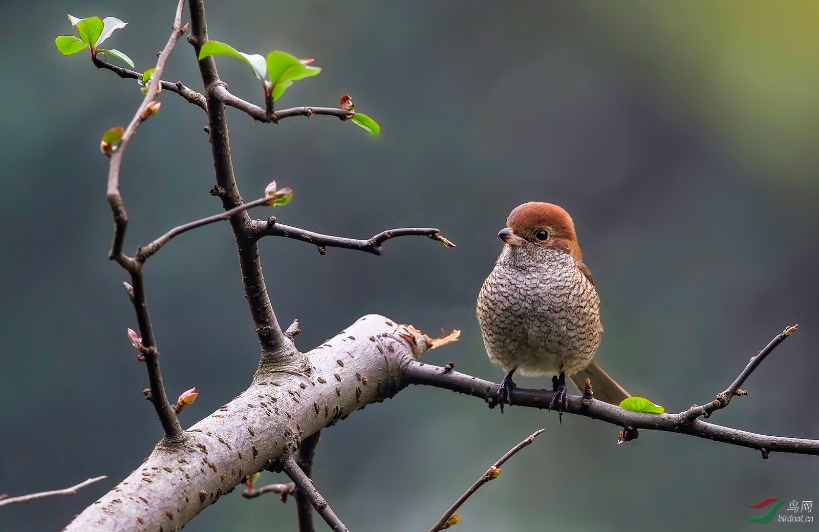 一副牛相牛头伯劳