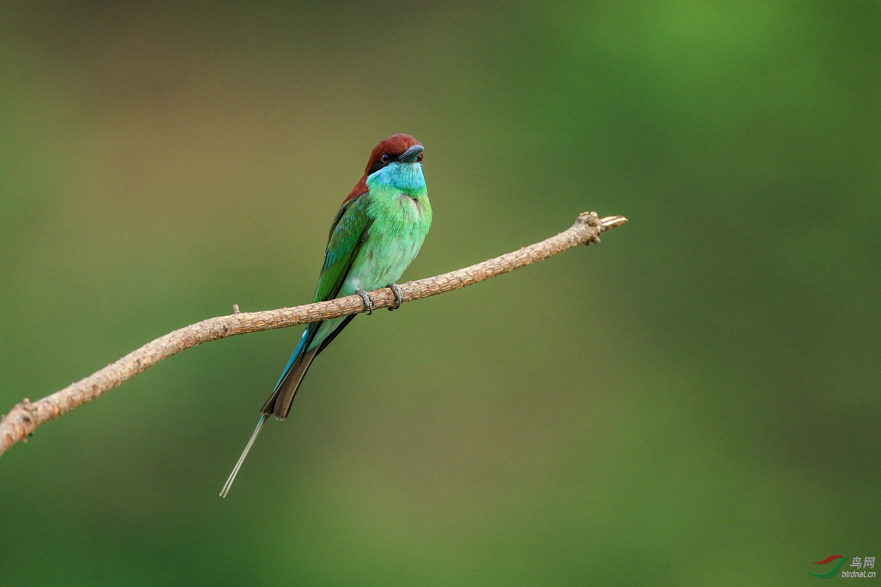 东张西望蓝喉蜂虎