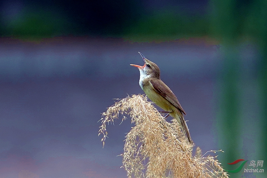 芦苇梢上的信天游