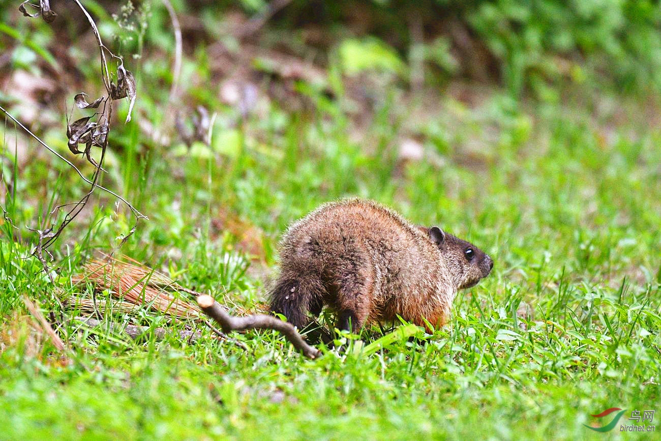 实话实说它长得跟大老鼠差不多,一不留神还会放过它去.