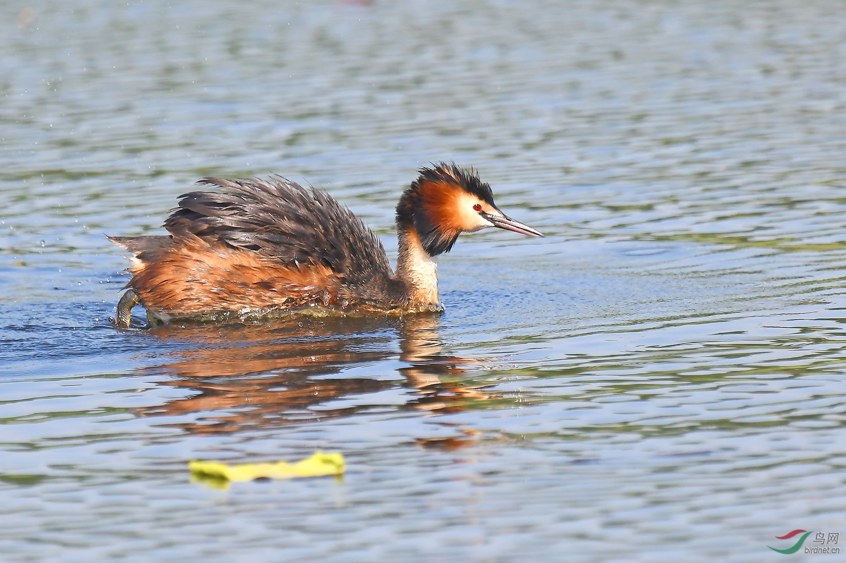 愉跃爽身4凤头䴙䴘