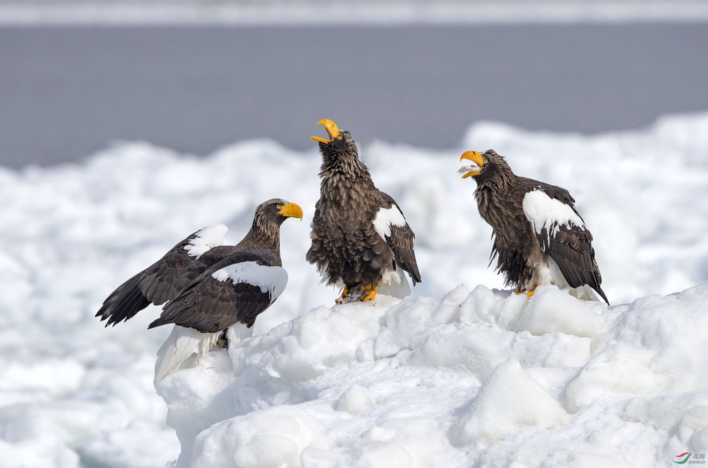 聚会——虎头海雕