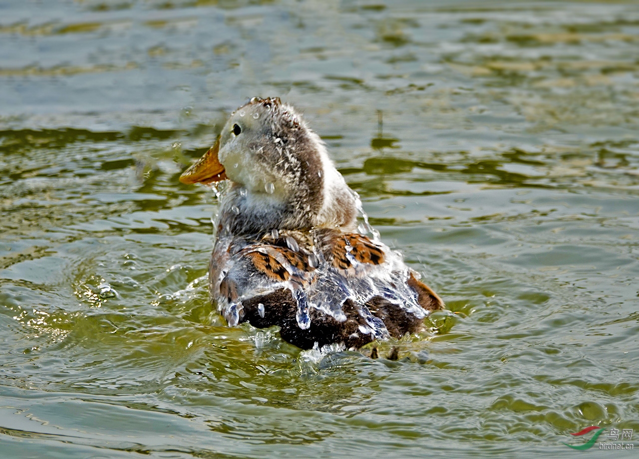 爱洗澡的小花鸭