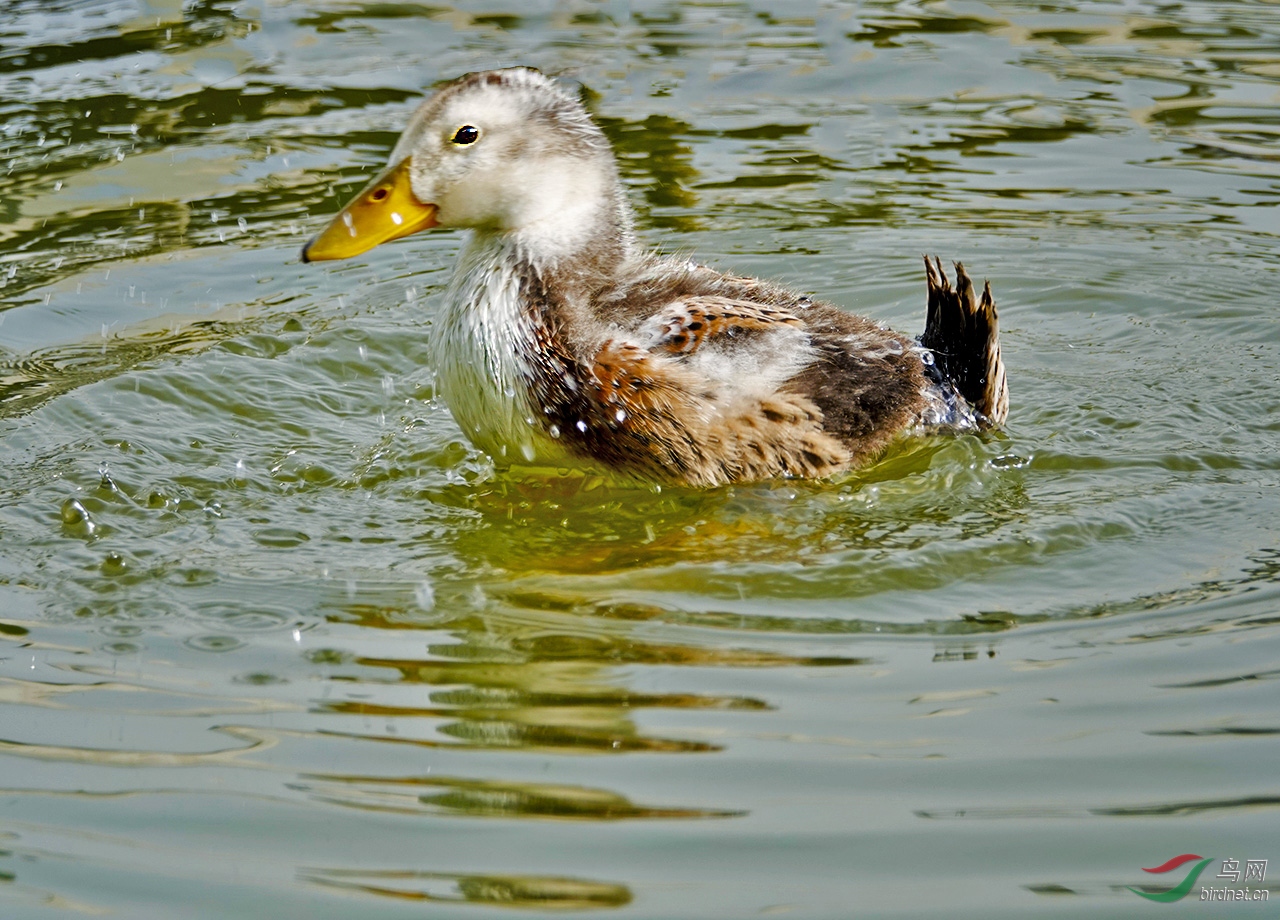 爱洗澡的小花鸭