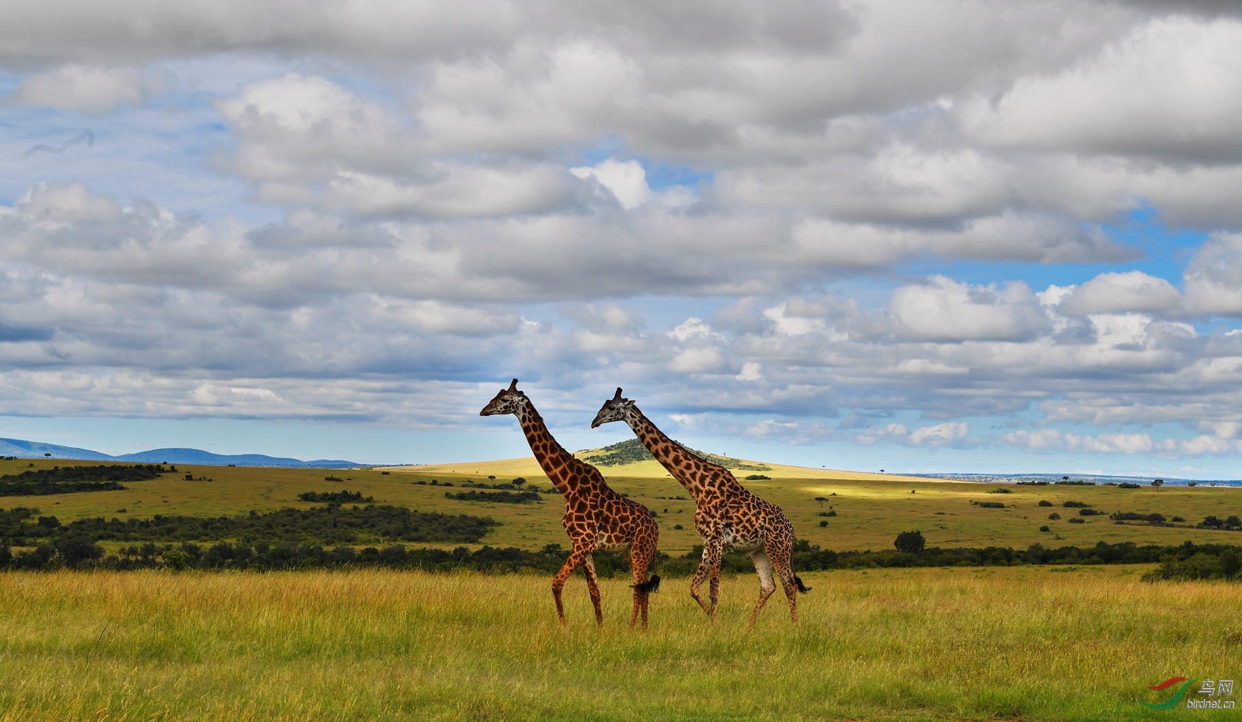 非洲草原上的兄弟~~~贺图获《首页动物精华》
