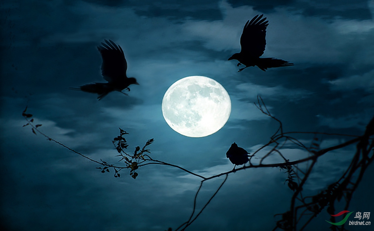 乌乌鸦乌鸦反哺与孝文化