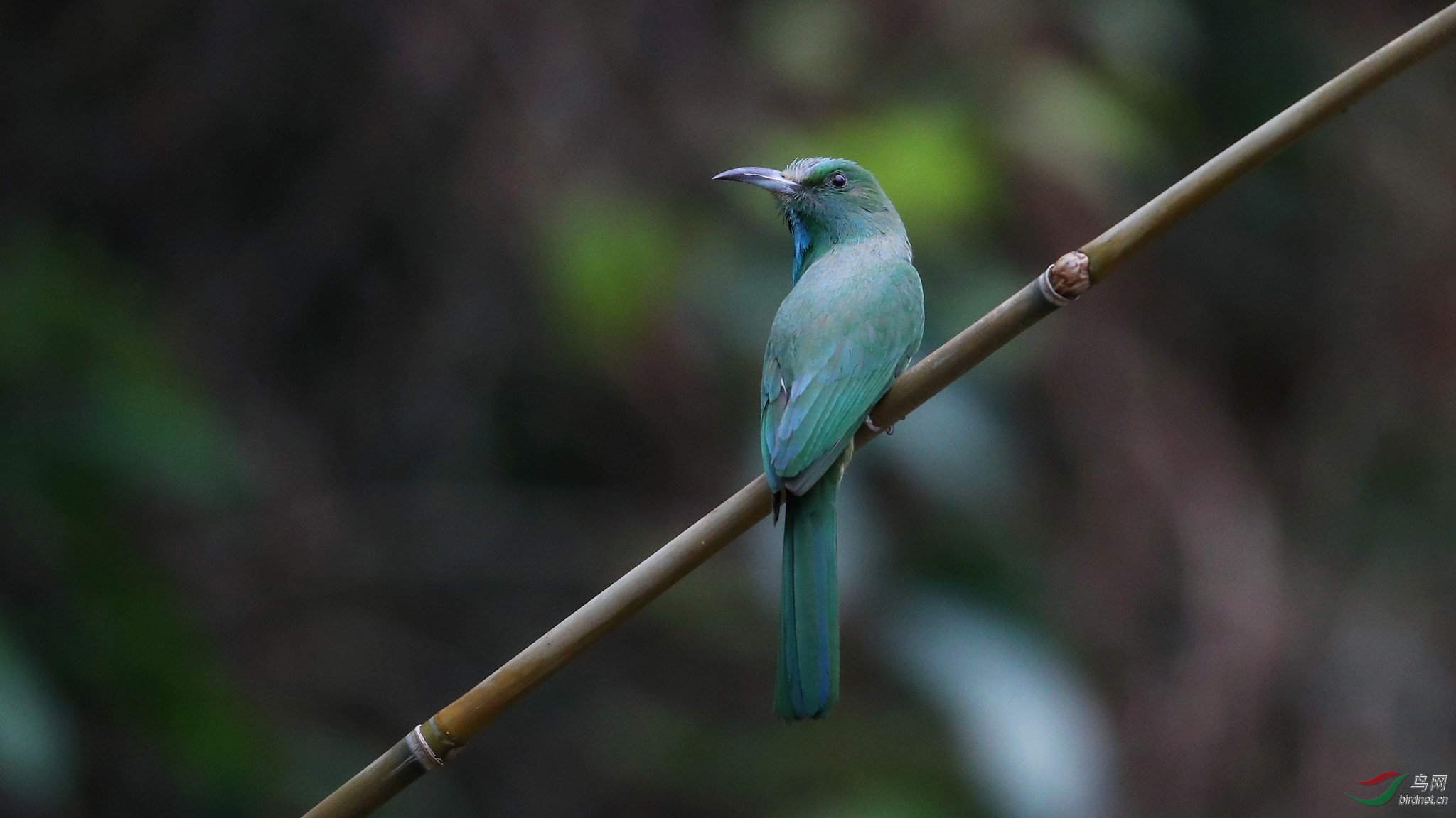 蓝须夜蜂虎 2018.05.02摄于云南