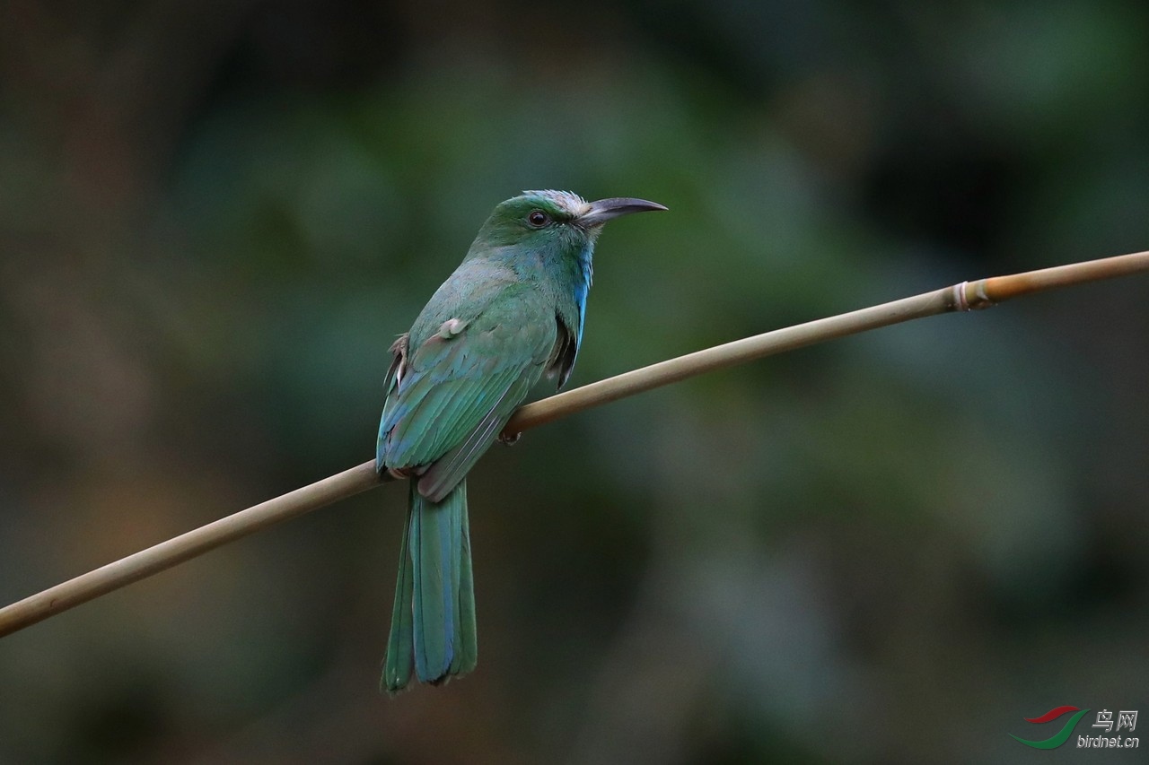 蓝须夜蜂虎 2018.05.02摄于云南