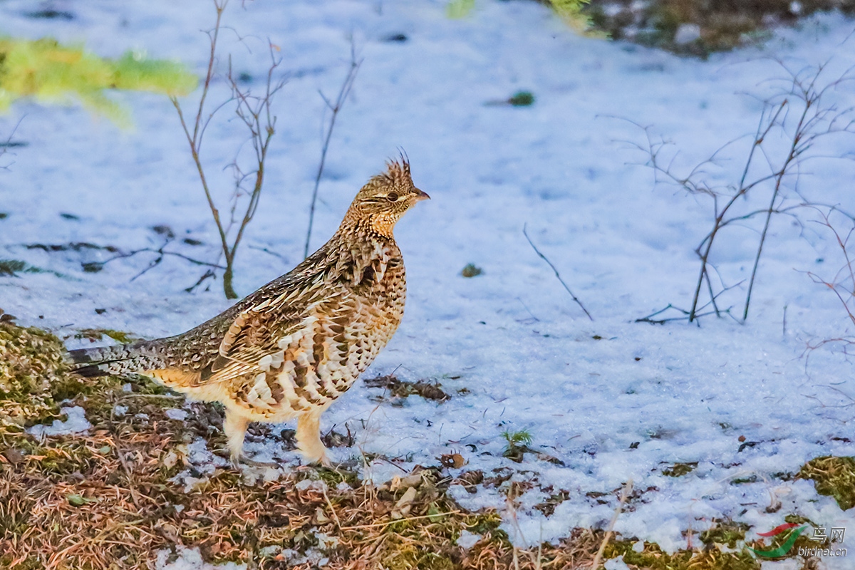 披肩榛鸡首发低危祝贺老师佳作荣获首页鸟类精华