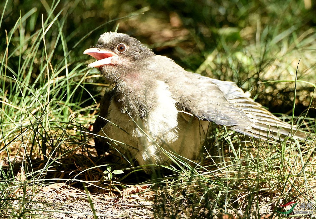 红嘴蓝鹊雏鸟