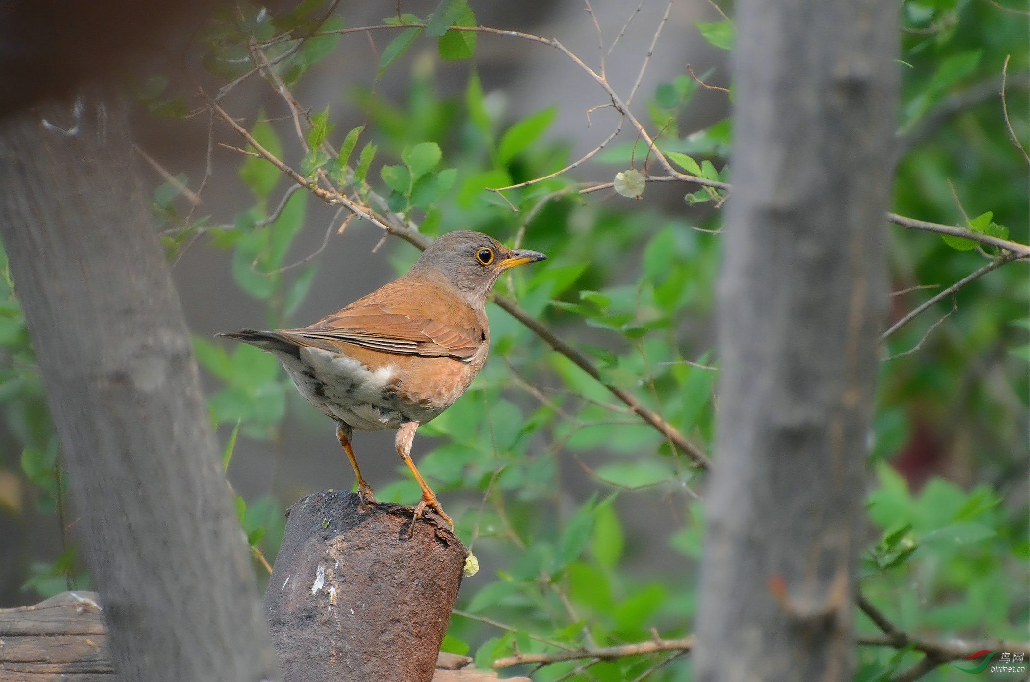 赤胸鸫 - 新疆版 xinjiang 鸟网