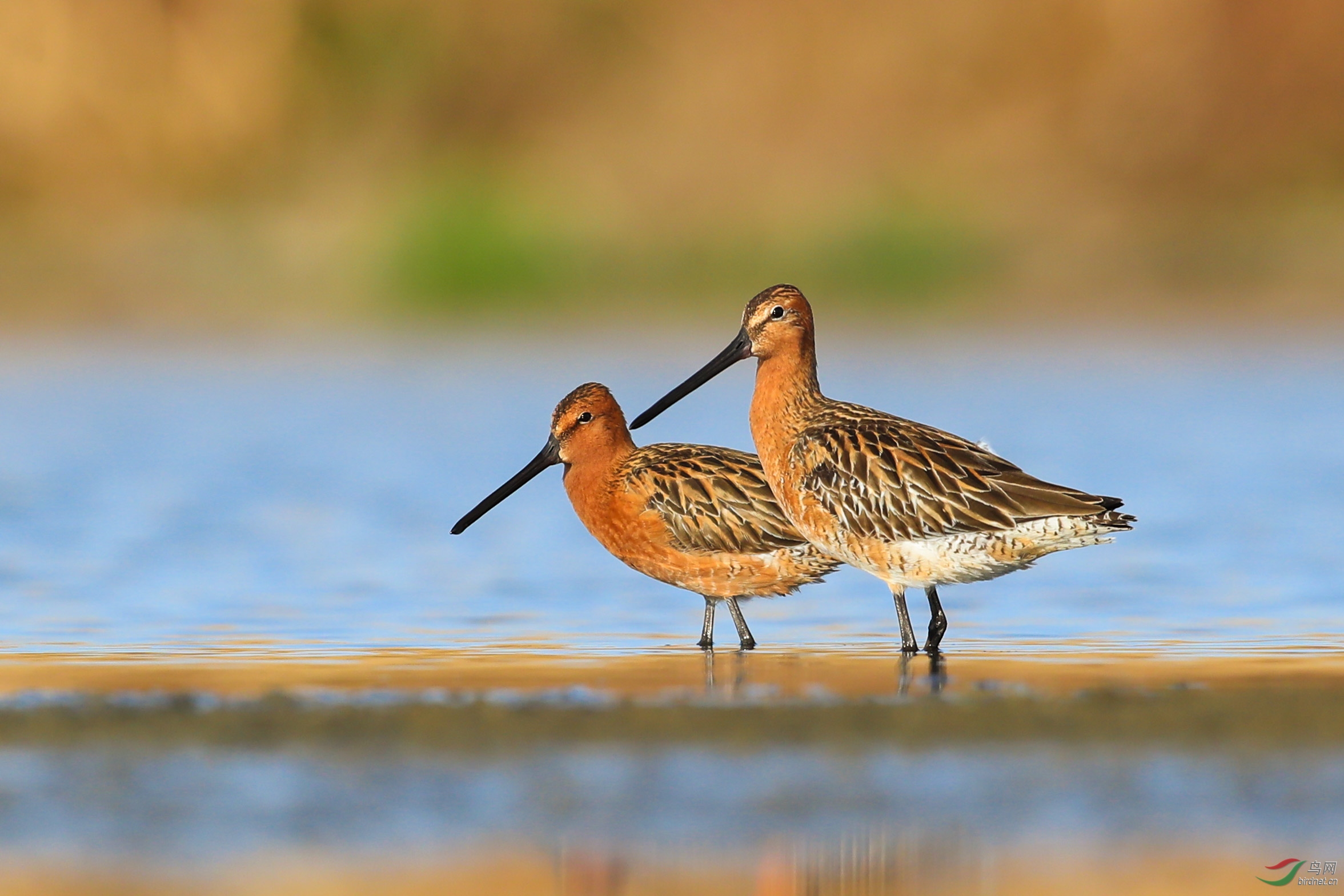 半蹼鹬贺获鸟类精华