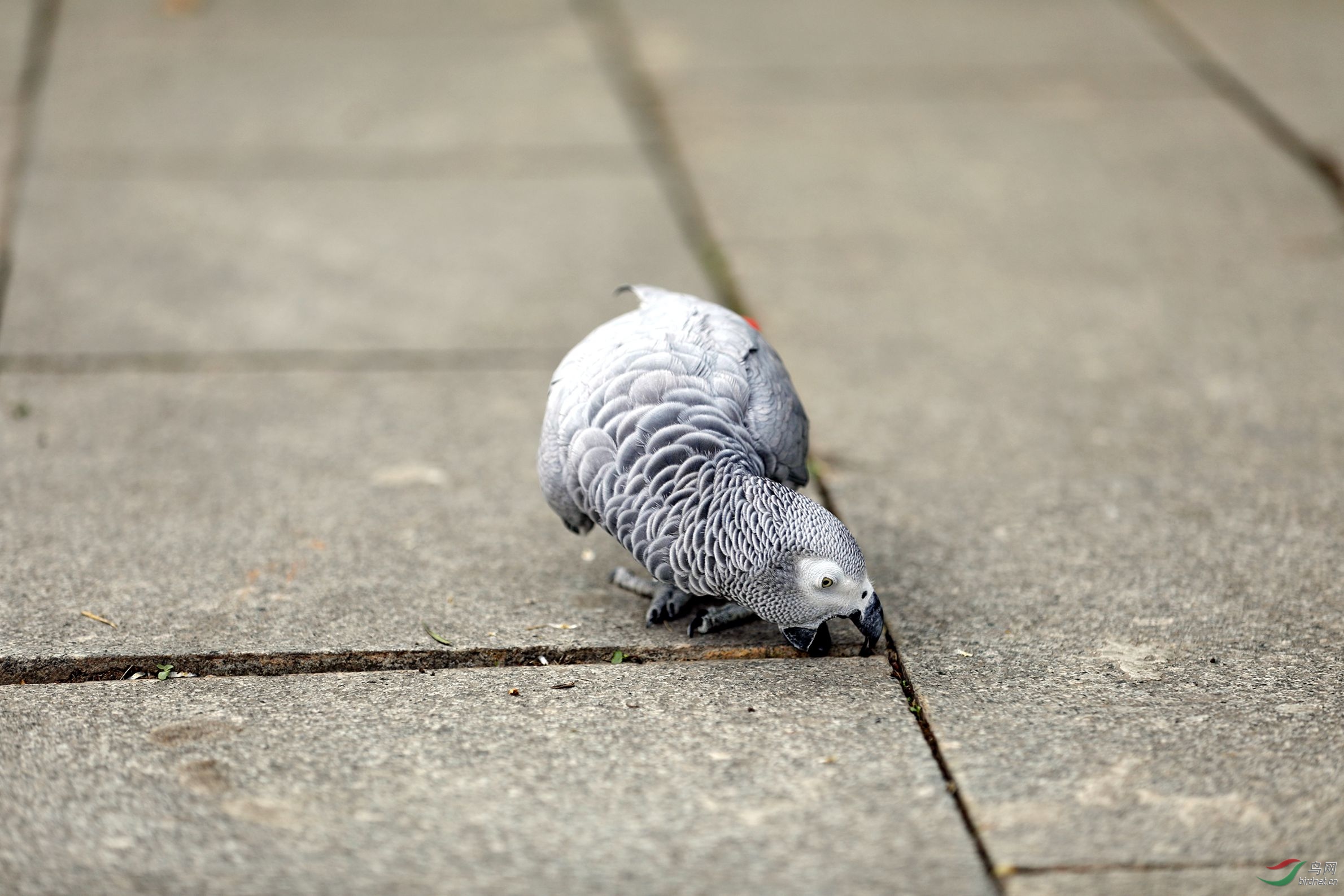 非洲灰鹦鹉