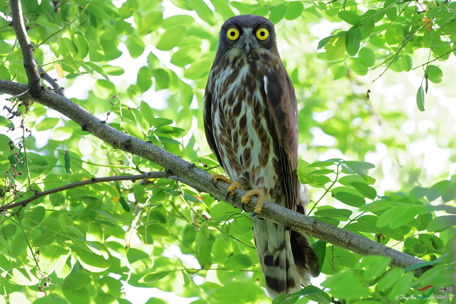 400 do ii(大绿兔) 实拍欣赏