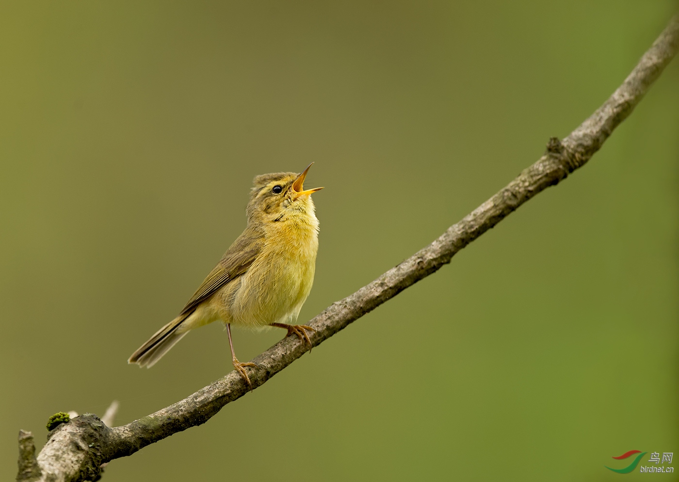 细纹苇莺开饭了
