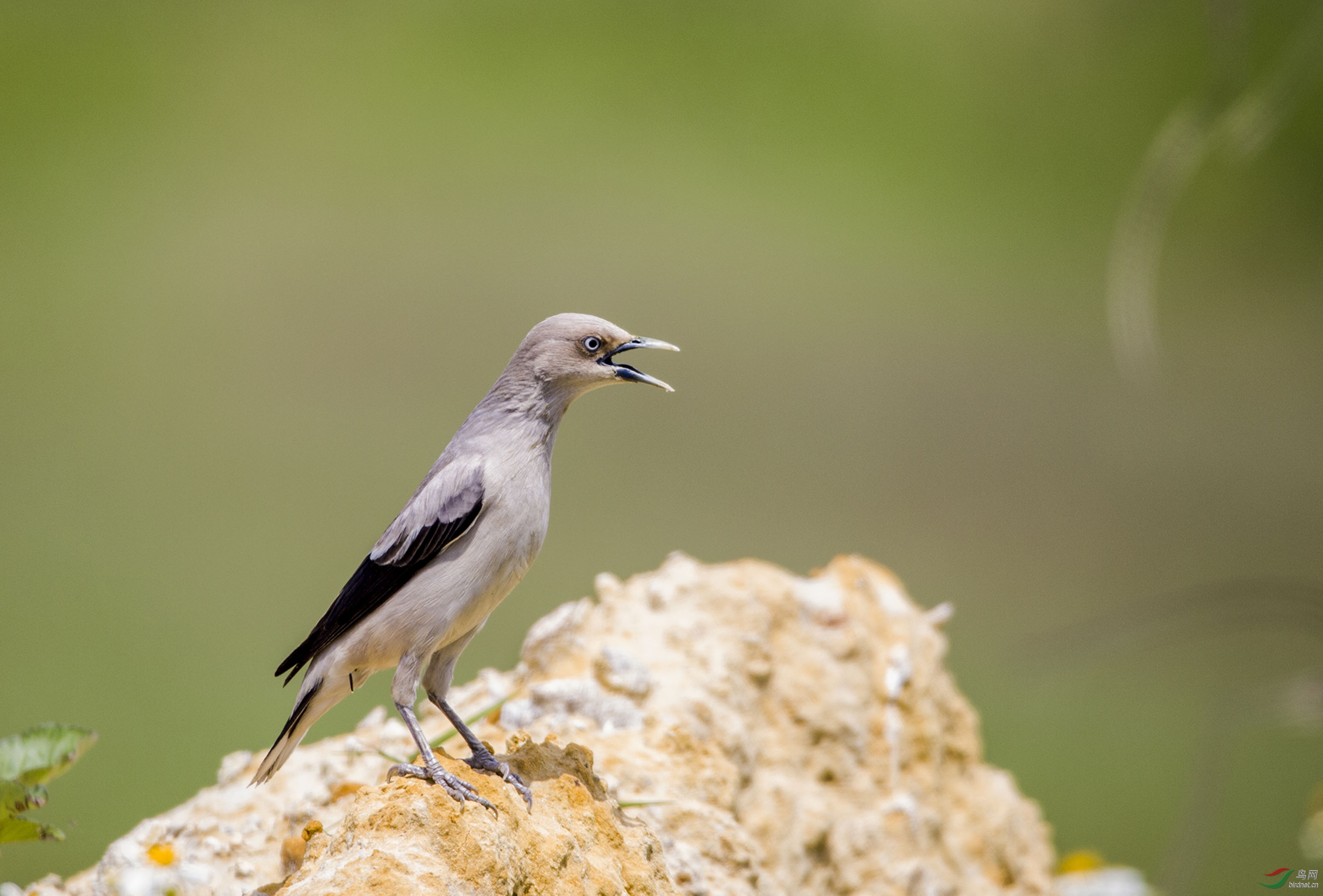 烈日下的灰背掠鸟