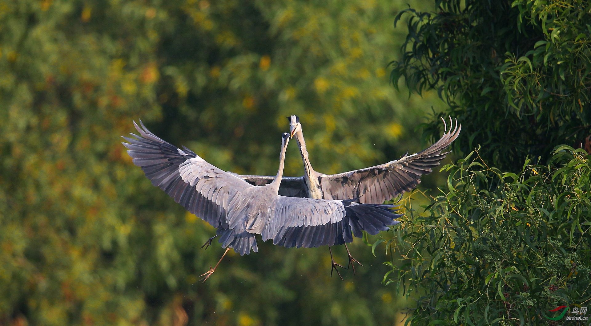空中探戈——苍鹭 - 深圳市鸟类生态摄影沙龙 鸟网