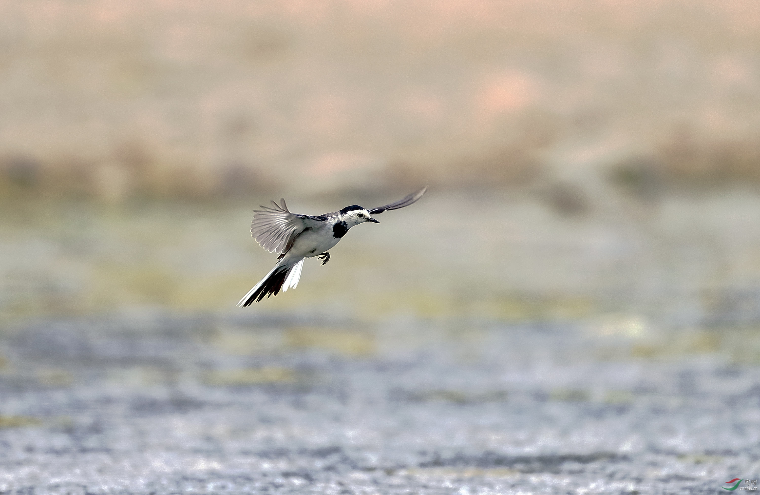小鸟飞姿也精彩