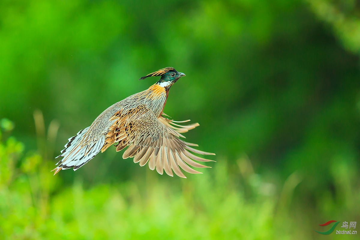 漂亮的羽翼 —— 勺鸡.jpg