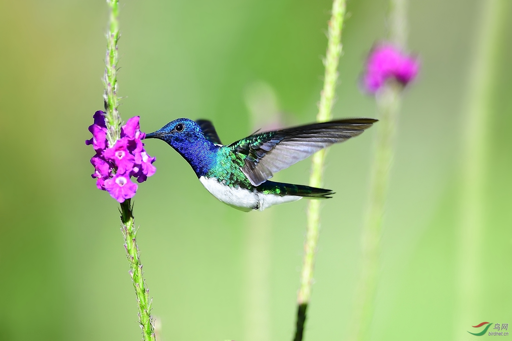 (白颈蜂鸟)纯野拍蜂鸟( 祝贺荣获首页鸟类精华 )