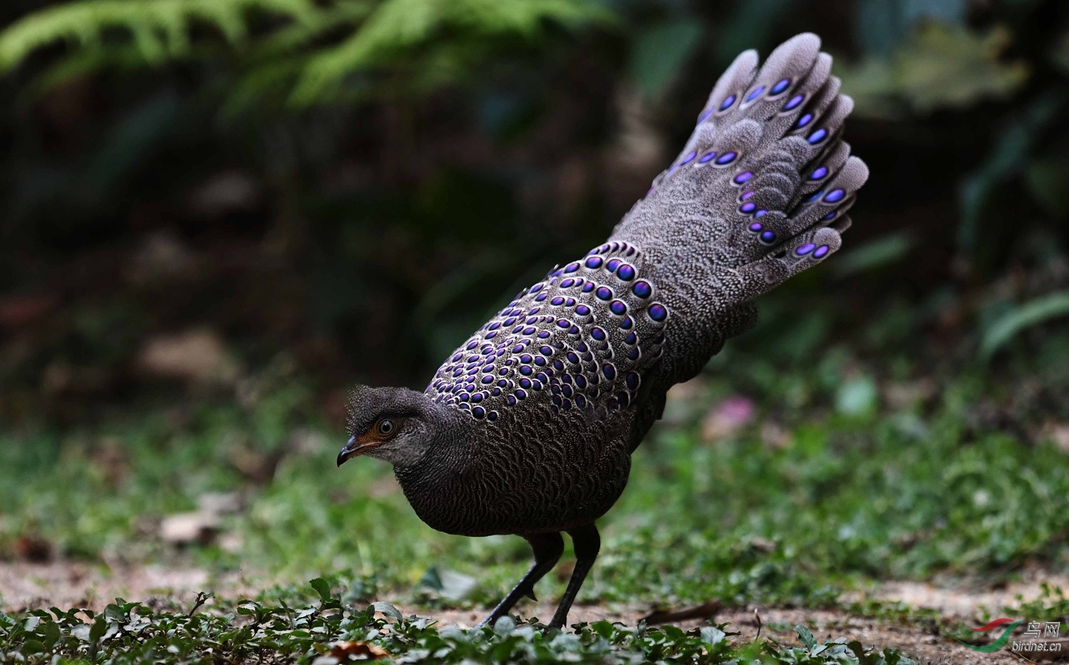 灰孔雀雉