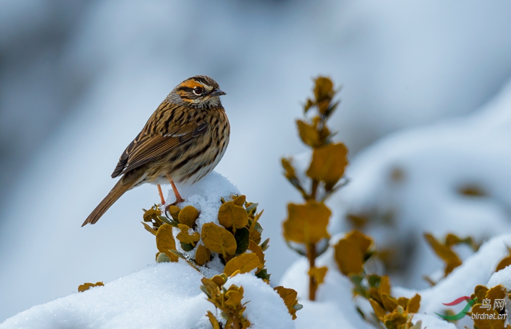雪天小鸟