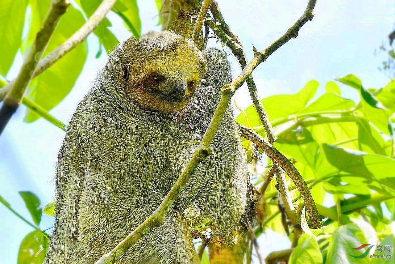 树獭极致慵懒的家伙祝贺荣登首页